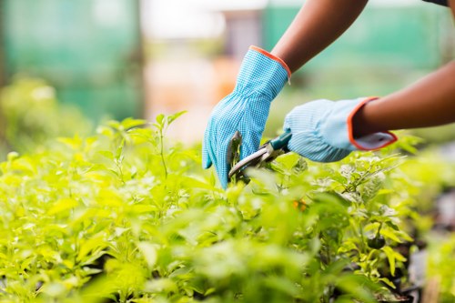 A person wearing blue gardening gloves is seen pruning or trimming green shrubs in a well-maintained outdoor garden. The garden features lush, dense foliage with small, vibrant leaves covering the majority of the space. The background includes blurred greenery and sunlight filtering through, indicating a bright, sunny day. The scene appears to be in a private front or back garden, possibly part of a landscaped outdoor area in Bounds Green, with a focus on healthy plant growth and garden maintenance. The image emphasizes careful pruning as part of general gardening services offered by Gardening Services Bounds Green, illustrating typical garden care activities to promote healthy, attractive outdoor spaces. The natural tones of green leaves and wooden elements create a harmonious and inviting environment, suitable for outdoor lawn and garden care in north London.